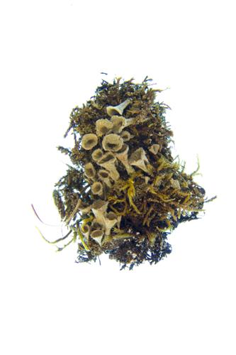 Mealy Pixie-Cup 
